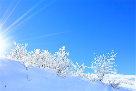 Rimed trees Photographie de stock - Premium Libres de Droits, Code: 622-07519901