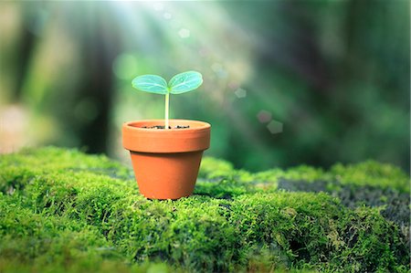 future of light - Sprouting plant Stock Photo - Premium Royalty-Free, Code: 622-07519924