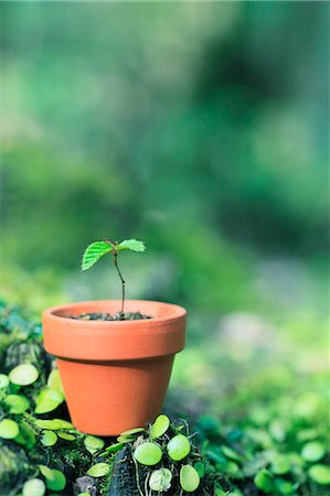 Sprouting plant Photographie de stock - Premium Libres de Droits, Code: 622-07519926