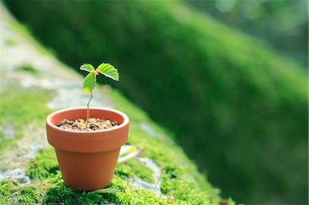 early spring - Sprouting plant Photographie de stock - Premium Libres de Droits, Code: 622-07519921