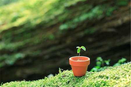 fujinomiya - Sprouting plant Stock Photo - Premium Royalty-Free, Code: 622-07519922