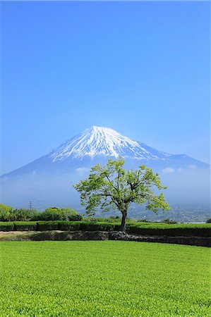 Mount Fuji Photographie de stock - Premium Libres de Droits, Code: 622-07519933