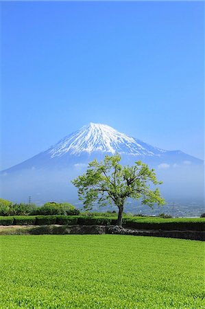 Mount Fuji Foto de stock - Sin royalties Premium, Código: 622-07519933