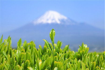 spring leaf - Mount Fuji Stock Photo - Premium Royalty-Free, Code: 622-07519943