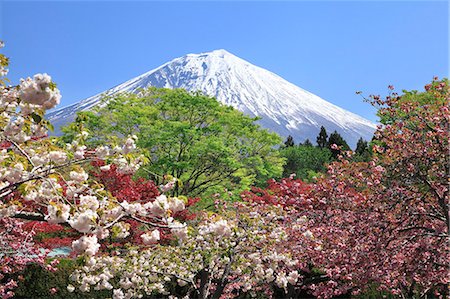 Mount Fuji Photographie de stock - Premium Libres de Droits, Code: 622-07519954