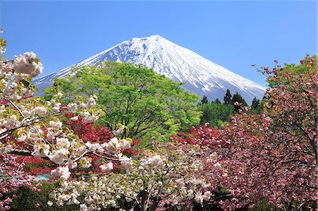 early spring - Mount Fuji Photographie de stock - Premium Libres de Droits, Code: 622-07519954