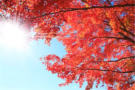 sun leaf - Autumn leaves Stock Photo - Premium Royalty-Free, Code: 622-07519966