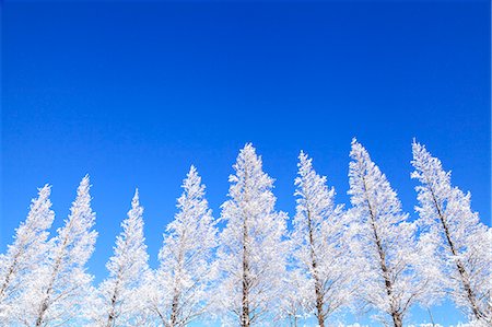 Rimed trees and sky Stock Photo - Premium Royalty-Free, Code: 622-07519974