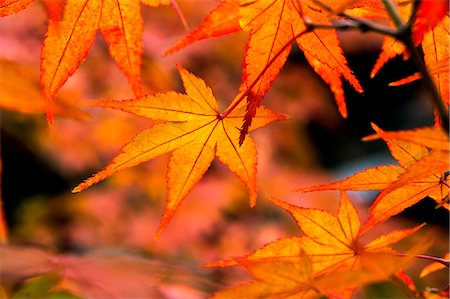 simsearch:622-06487750,k - Autumn leaves Stockbilder - Premium RF Lizenzfrei, Bildnummer: 622-07520007