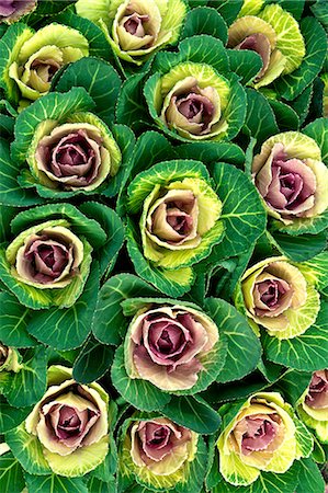 Kale Photographie de stock - Premium Libres de Droits, Code: 622-07520009