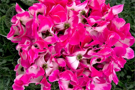 Cyclamen Photographie de stock - Premium Libres de Droits, Code: 622-07520014