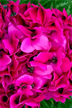 Cyclamen Photographie de stock - Premium Libres de Droits, Code: 622-07520015