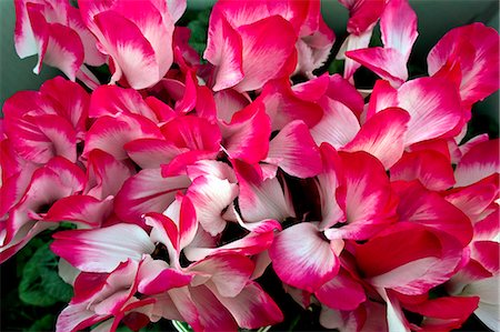 Cyclamen Photographie de stock - Premium Libres de Droits, Code: 622-07520016