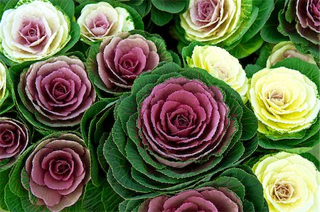 Kale Photographie de stock - Premium Libres de Droits, Code: 622-07520011