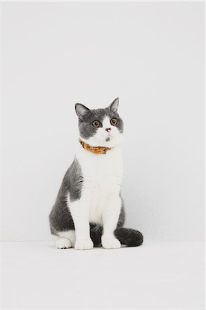 British short hair cat on white background Fotografie stock - Premium Royalty-Free, Codice: 622-07743576