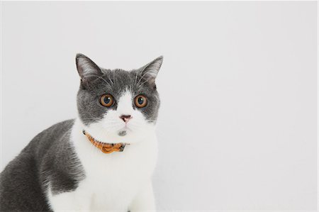 British short hair cat on white background Photographie de stock - Premium Libres de Droits, Code: 622-07743577