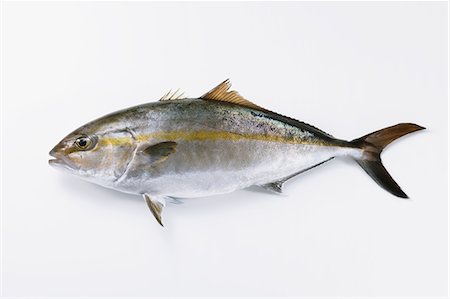 fresh fish - Greater amberjack Stock Photo - Premium Royalty-Free, Code: 622-07743587