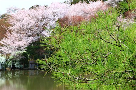 pine branch - Kyoto, Japan Stock Photo - Premium Royalty-Free, Code: 622-07760454