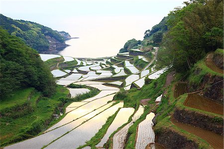 rice fields or rice farms - Terraced Rice Field, Japan Stock Photo - Premium Royalty-Free, Code: 622-07760459