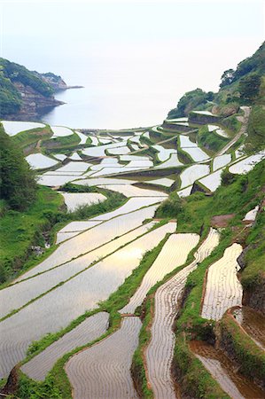 Terraced Rice Field, Japan Foto de stock - Sin royalties Premium, Código: 622-07760460