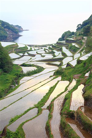 Terraced Rice Field, Japan Stock Photo - Premium Royalty-Free, Code: 622-07760460