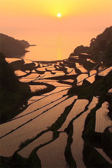 Terraced Rice Field, Japan Stock Photo - Premium Royalty-Free, Image code: 622-07760463