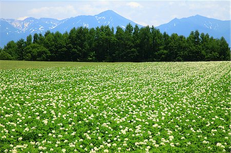 potato flower hokkaido - Hokkaido, Japan Stock Photo - Premium Royalty-Free, Code: 622-07760508