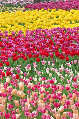 simsearch:622-06809127,k - Tulip field Photographie de stock - Premium Libres de Droits, Code: 622-07760529