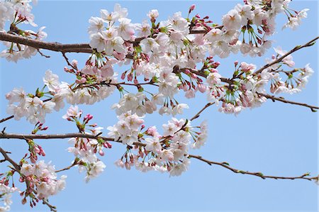 Cherry blossoms Foto de stock - Sin royalties Premium, Código: 622-07760520