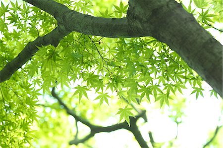 simsearch:622-07760518,k - Green Maple leaves Stock Photo - Premium Royalty-Free, Code: 622-07760536