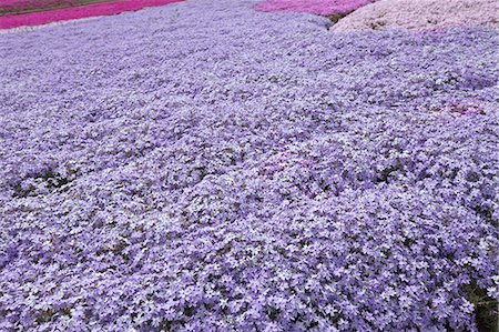 Moss Phlox Stock Photo - Premium Royalty-Free, Code: 622-07760530