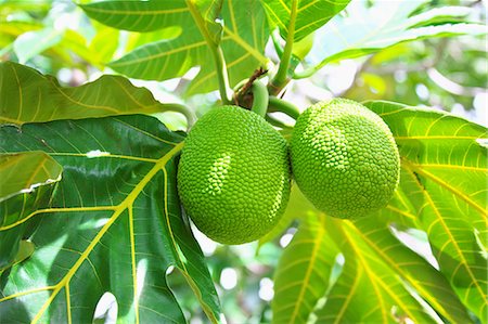 Breadfruit Stock Photo - Premium Royalty-Free, Code: 622-07760542