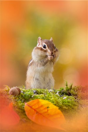 squirrel - Chipmunk Stock Photo - Premium Royalty-Free, Code: 622-07760555