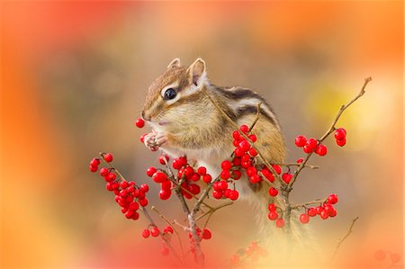 Chipmunk Photographie de stock - Premium Libres de Droits, Code: 622-07760558