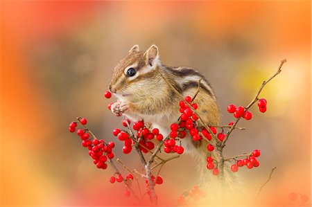 Chipmunk Photographie de stock - Premium Libres de Droits, Code: 622-07760558