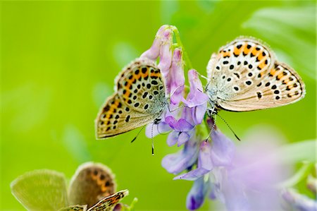 Butterfly on flower Stockbilder - Premium RF Lizenzfrei, Bildnummer: 622-07760550