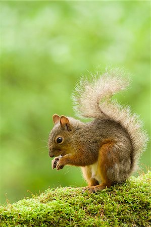 squirrel - Japanese Squirrel Stock Photo - Premium Royalty-Free, Code: 622-07760552