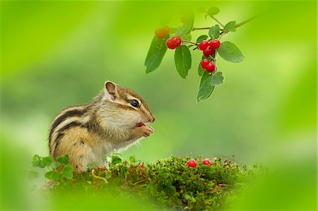 early fruit - Chipmunk Stock Photo - Premium Royalty-Free, Code: 622-07760568