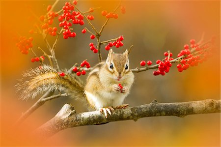 Chipmunk Photographie de stock - Premium Libres de Droits, Code: 622-07760560