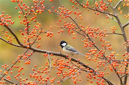 simsearch:622-07760620,k - Japanese Tit Foto de stock - Sin royalties Premium, Código: 622-07760580