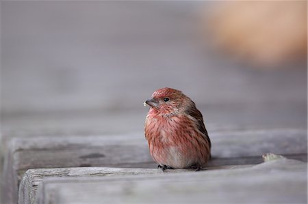 stay - House Finch Foto de stock - Sin royalties Premium, Código: 622-07760615