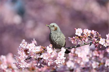 stay - Brown-Eared Bulbul Foto de stock - Sin royalties Premium, Código: 622-07760617