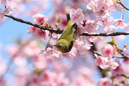 Japanese White Eye Foto de stock - Sin royalties Premium, Código: 622-07760618