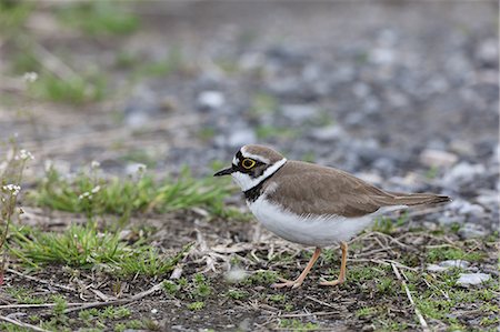 pluvier - Little Ringed Plover Photographie de stock - Premium Libres de Droits, Code: 622-07760624