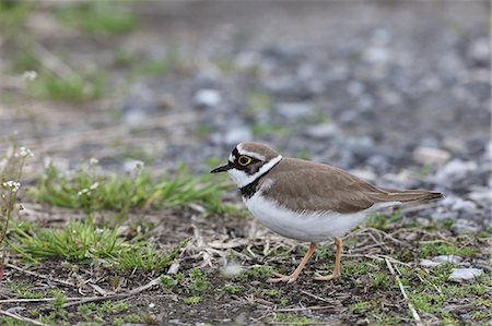 simsearch:622-07760620,k - Little Ringed Plover Photographie de stock - Premium Libres de Droits, Code: 622-07760624