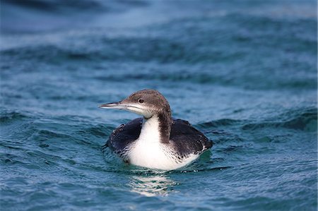 simsearch:622-07760620,k - Black-Throated Loon Foto de stock - Sin royalties Premium, Código: 622-07760625