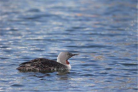 simsearch:622-07760635,k - Red-Throated Loon Foto de stock - Sin royalties Premium, Código: 622-07760627