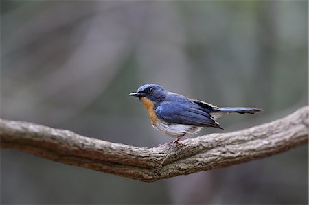 Pale Blue Flycatcher Stock Photo - Premium Royalty-Free, Code: 622-07760628