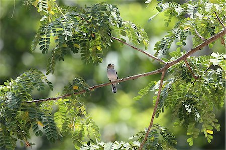 stay - Silver-Breasted Broadbill Foto de stock - Sin royalties Premium, Código: 622-07760620