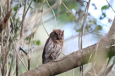 Horned Owl Photographie de stock - Premium Libres de Droits, Code: 622-07760642